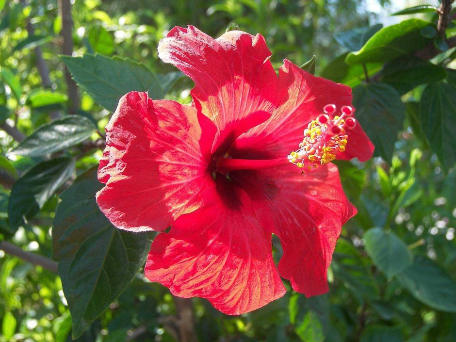 Гибискус суданская роза
