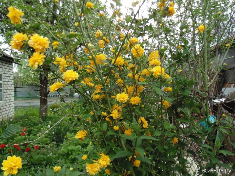 Кустарник цветет желтыми розочками