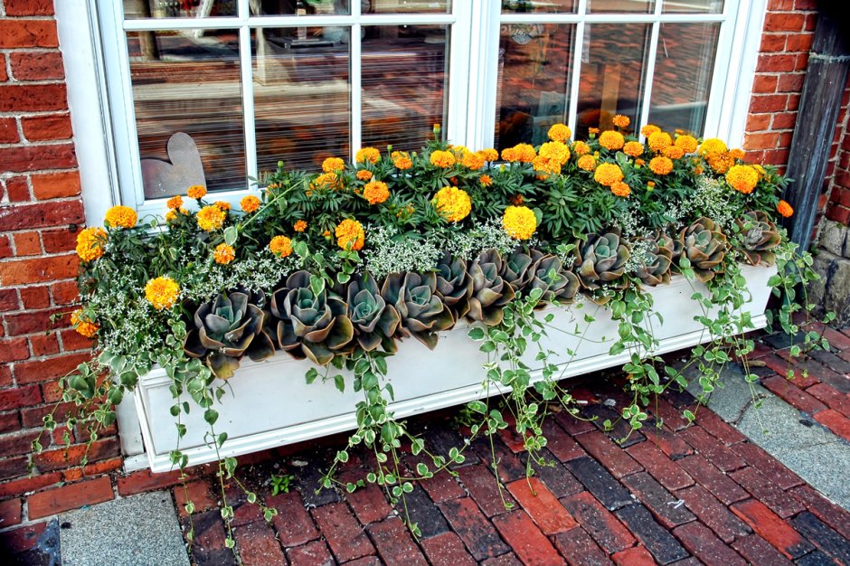 Неприхотливые цветы для балконных ящиков