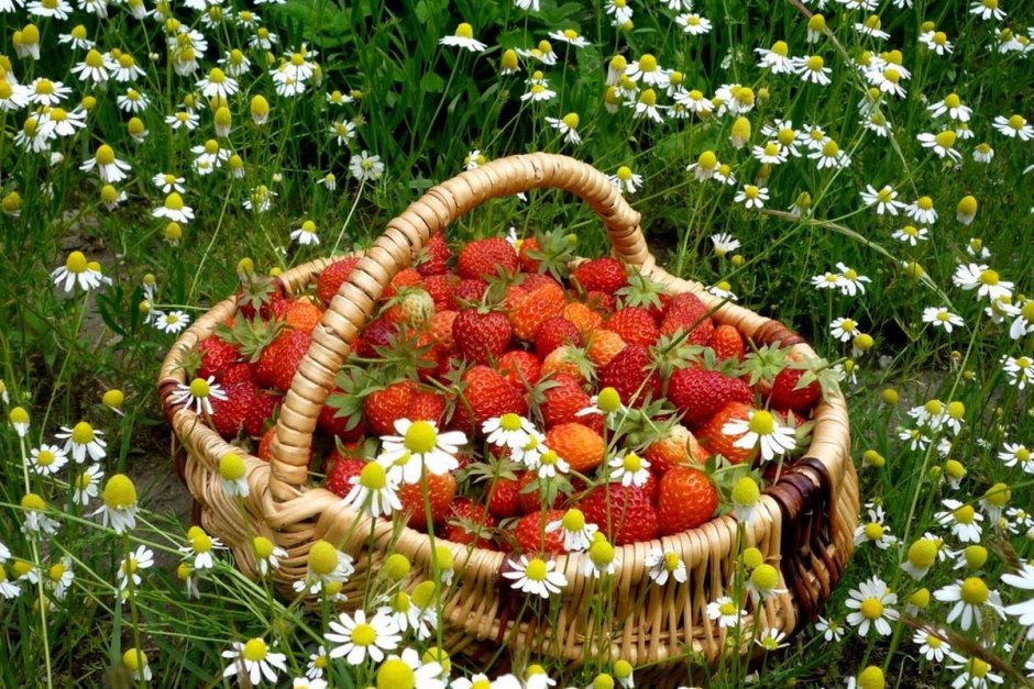 Корзина с ягодами и цветами