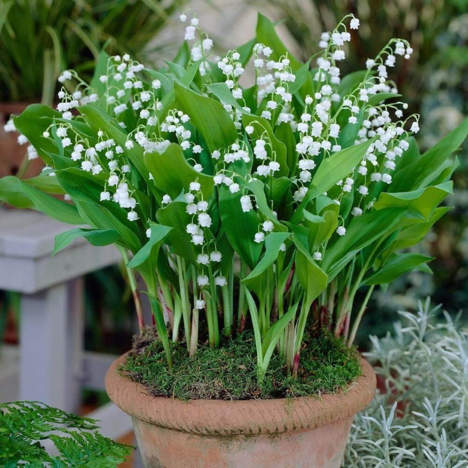 Садовое растение с маленькими белыми цветочками
