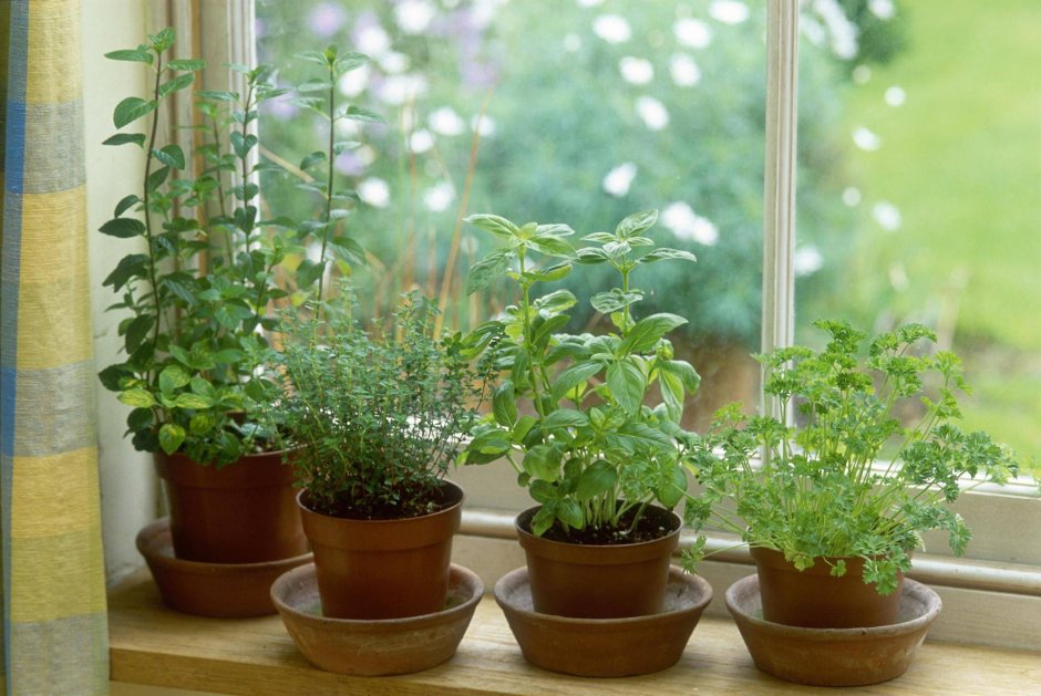 Домашние растения для очистки воздуха