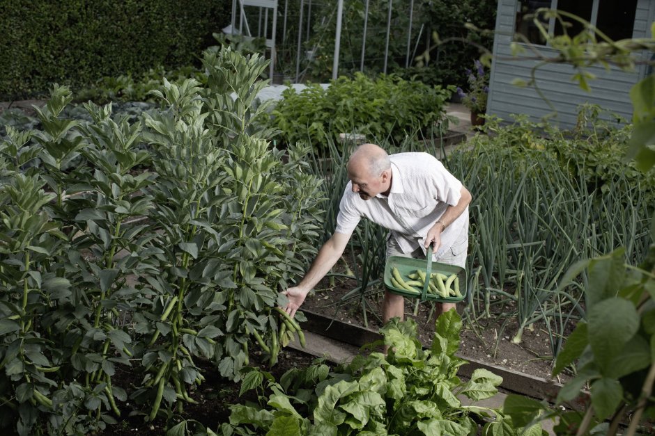Виктор Сергиенко: огород. Как я выращиваю Здоровые овощи