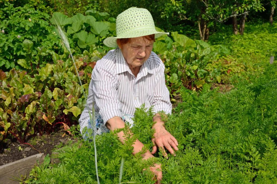 Пенсионерка на огороде