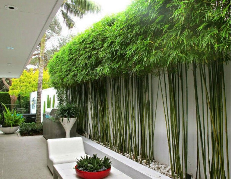 Бамбук стена зелень