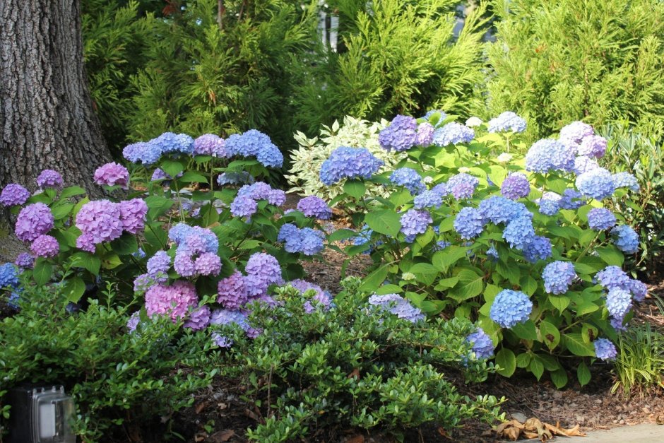 Цветущие кустарники Воронцовского сада
