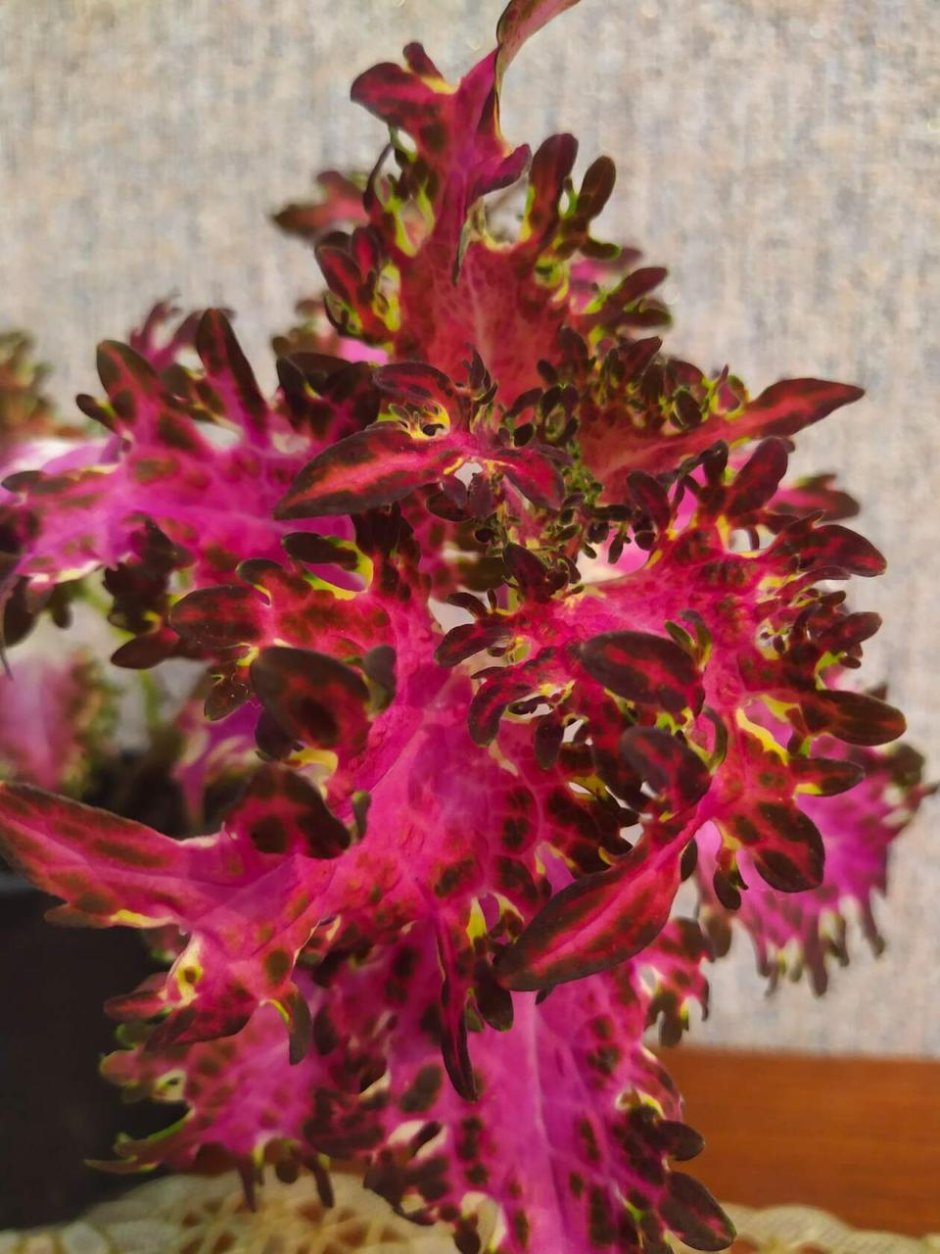 Колеус Шамаханская царица цветы