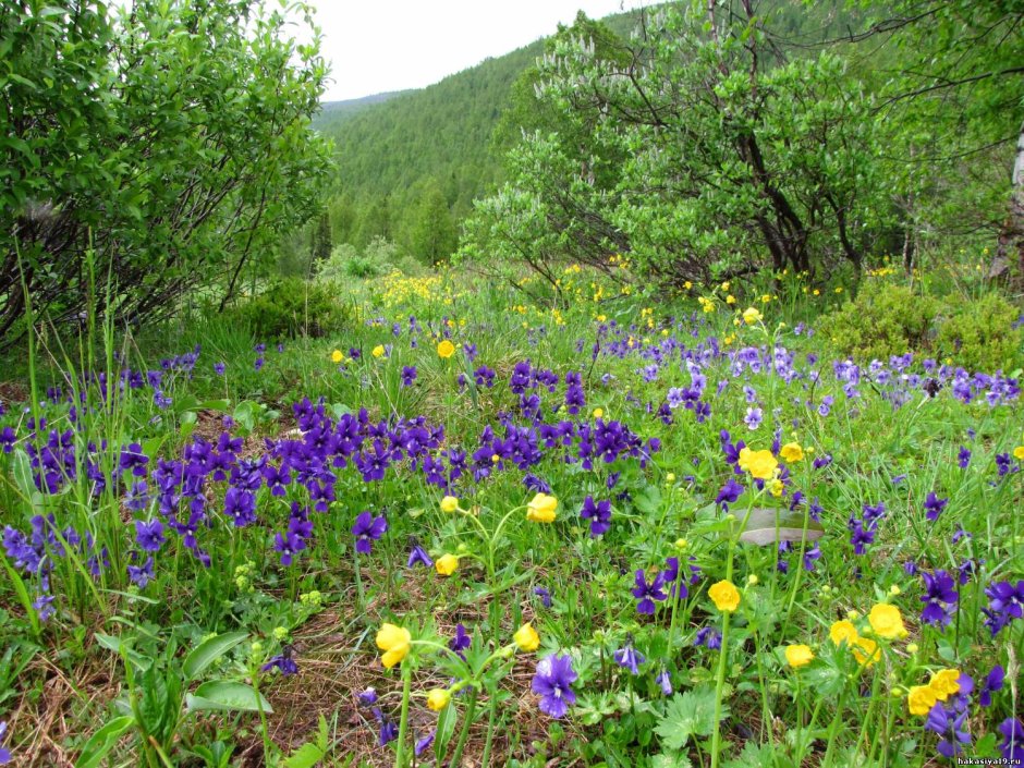 Лесные цветы Башкирии