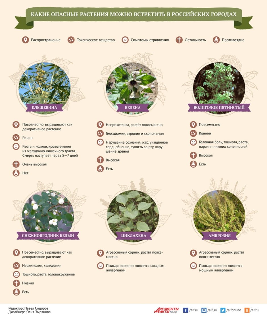 Инфографика растения