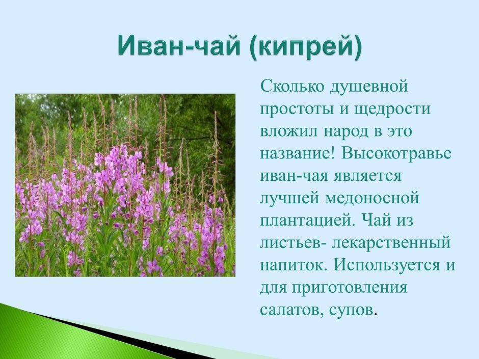 Иван-чай описание растения