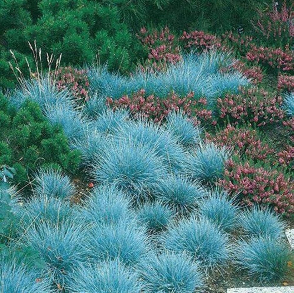 Растения с голубыми листьями