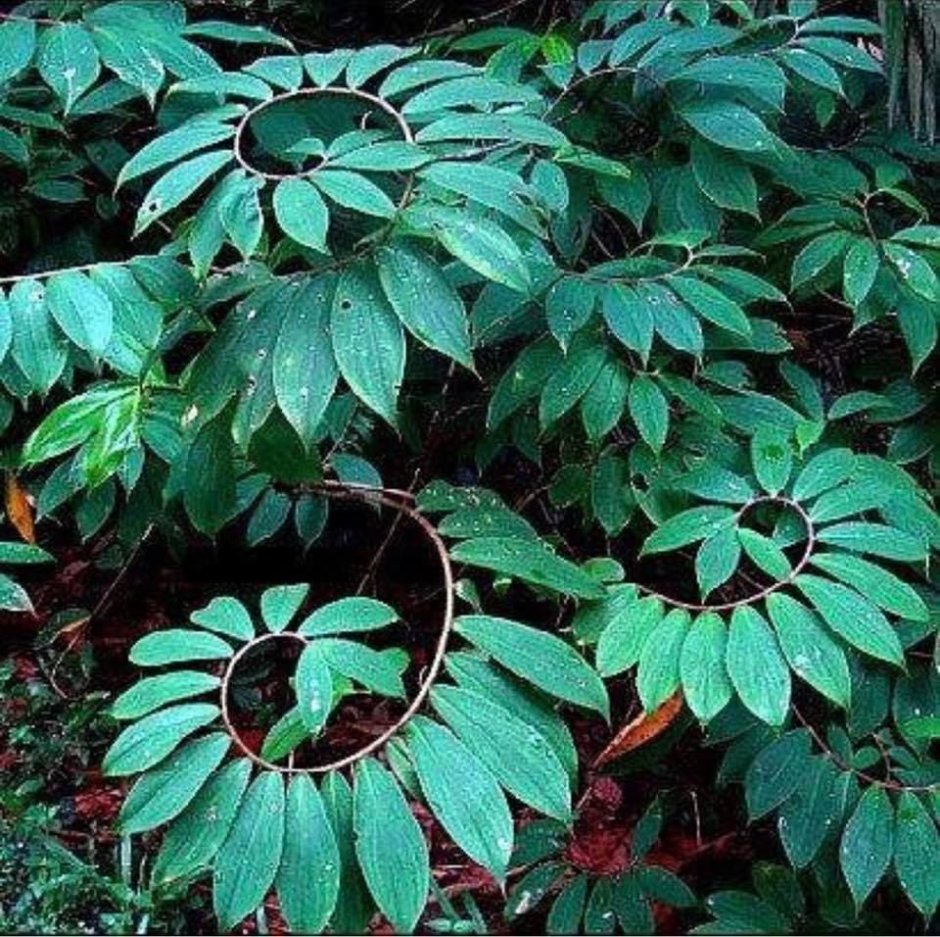 Manihot grahamii листья