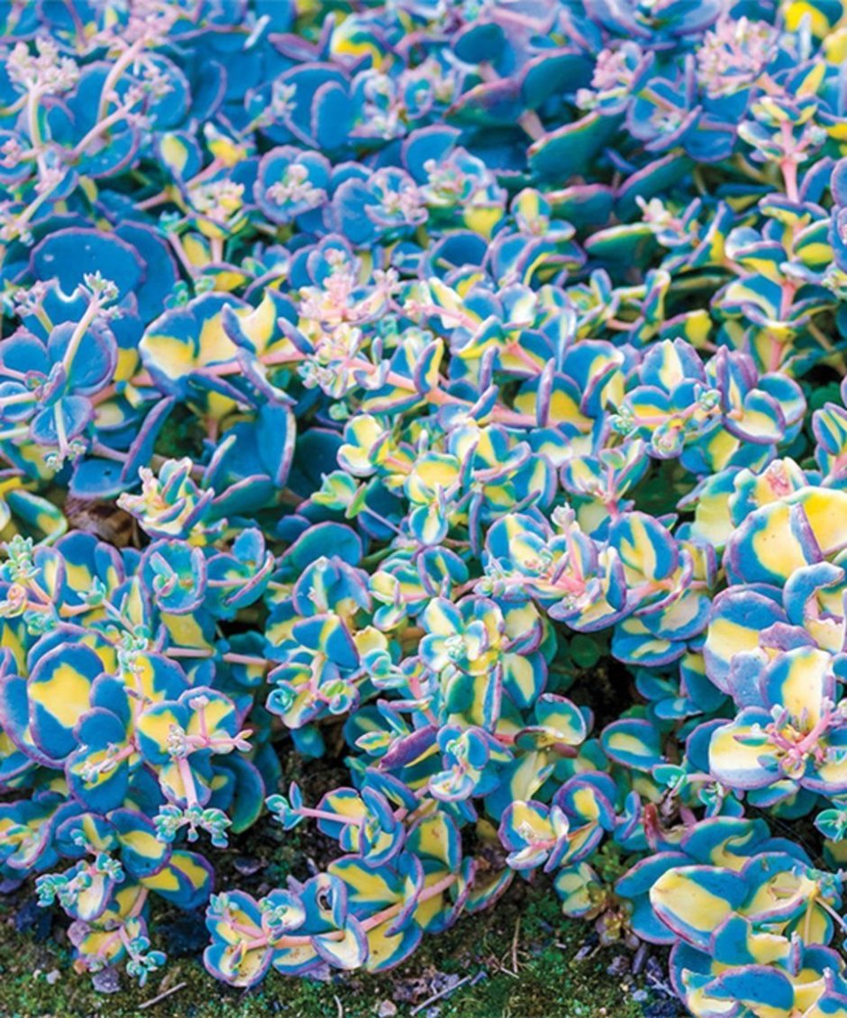 Creeping Blue Sedum - Michigan Bulb цветы