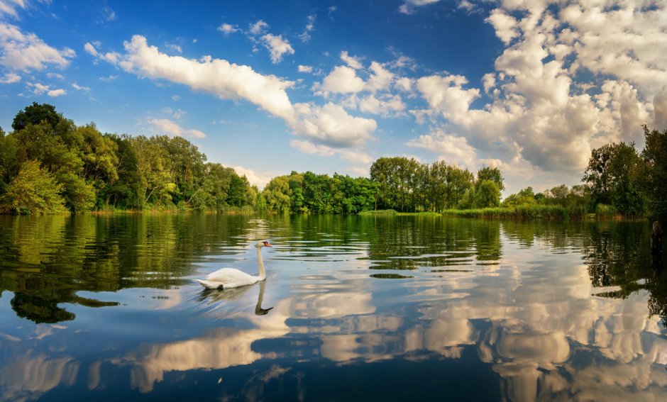 Озеро с лебедями Тирасполь