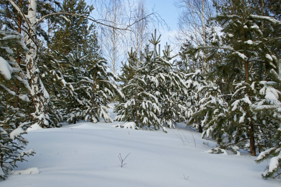 Лес Шварцвальд зимой