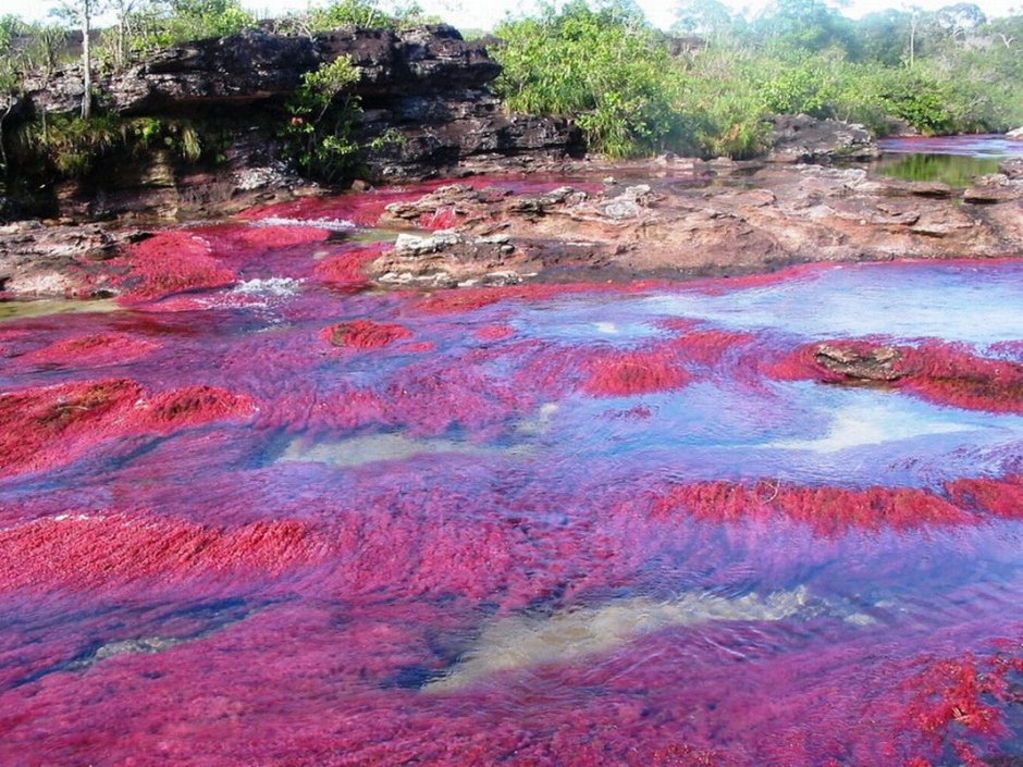 Разноцветная река Каньо-Кристалес