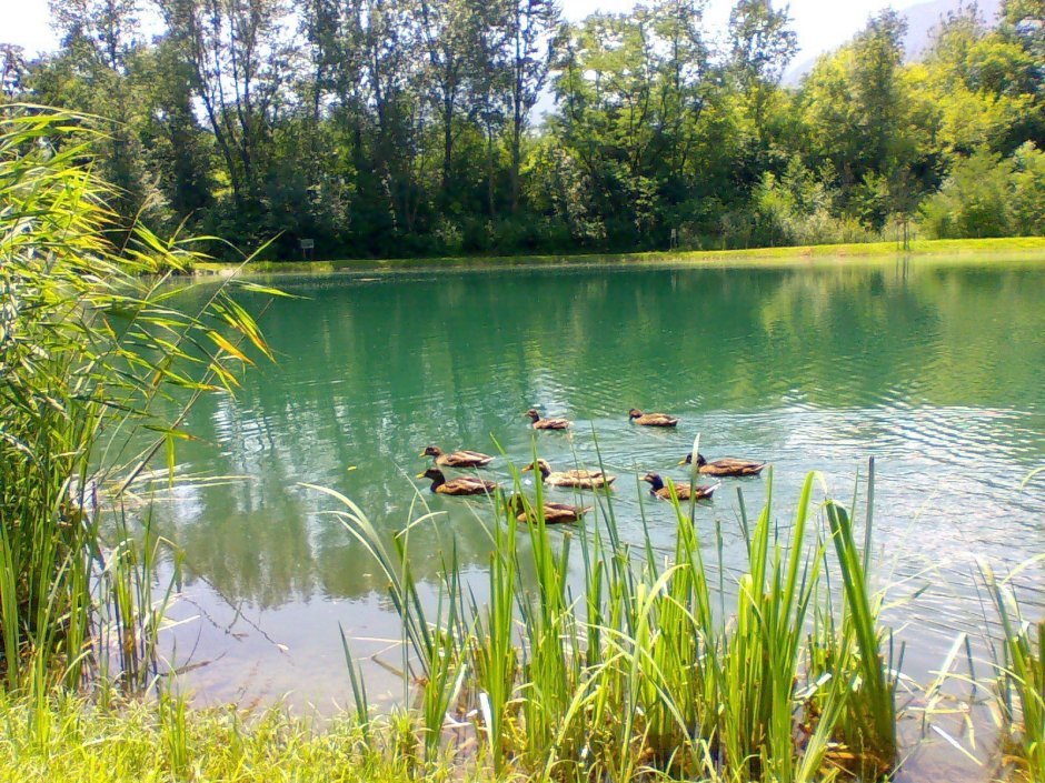 Озеро с утками