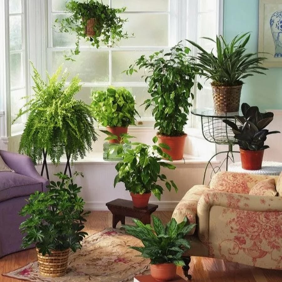 Самые популярные комнатные растения