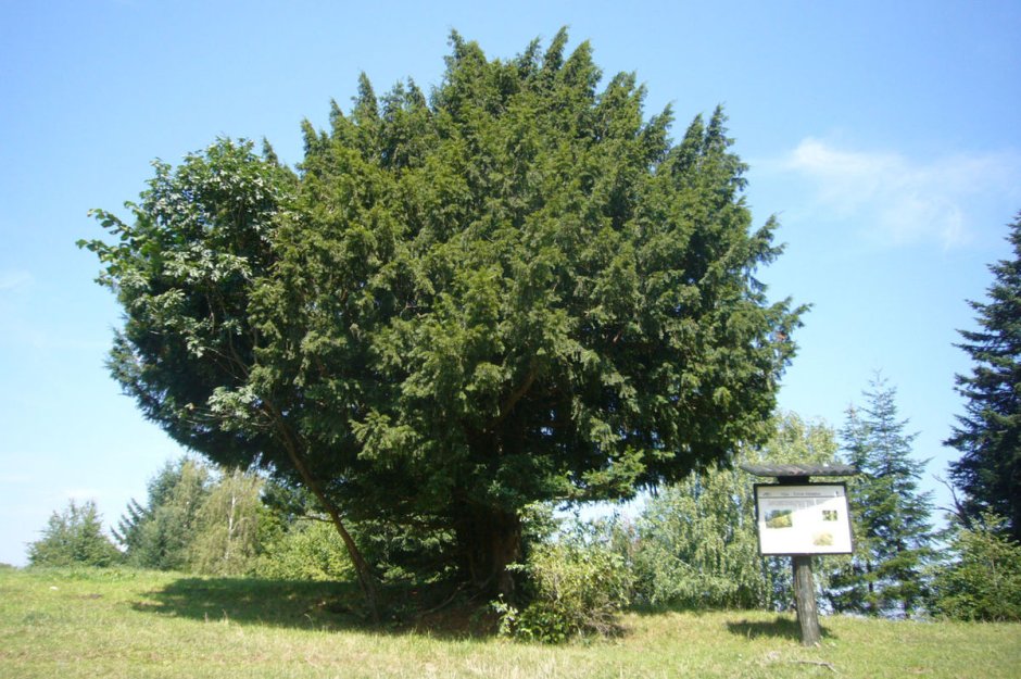 Тисс дерево