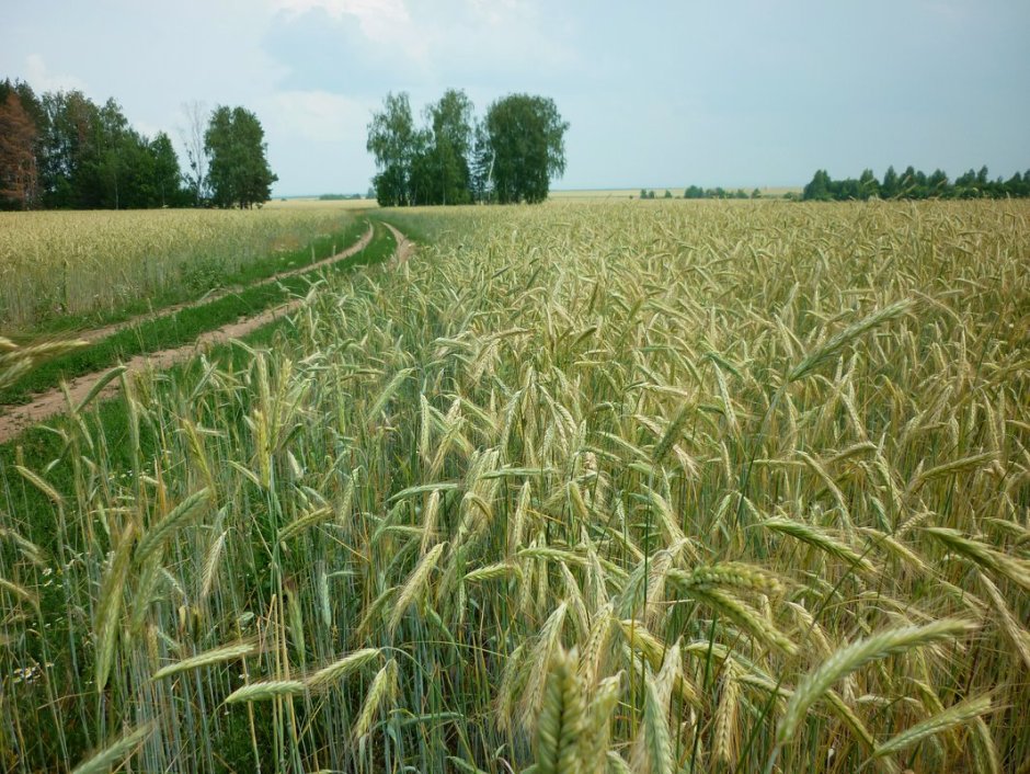 Пшеничные поля в подмосковье