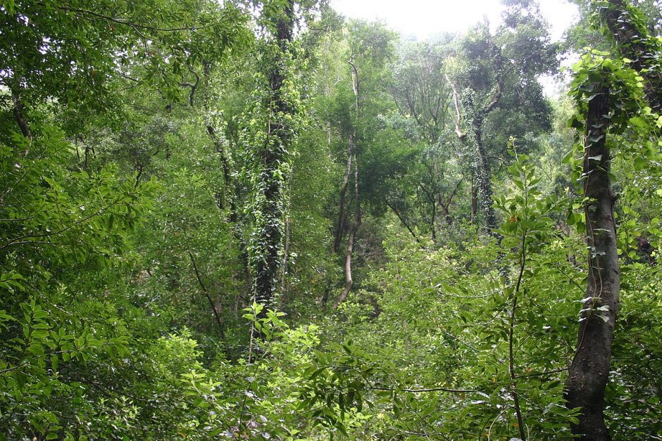 Жестколистные леса растения