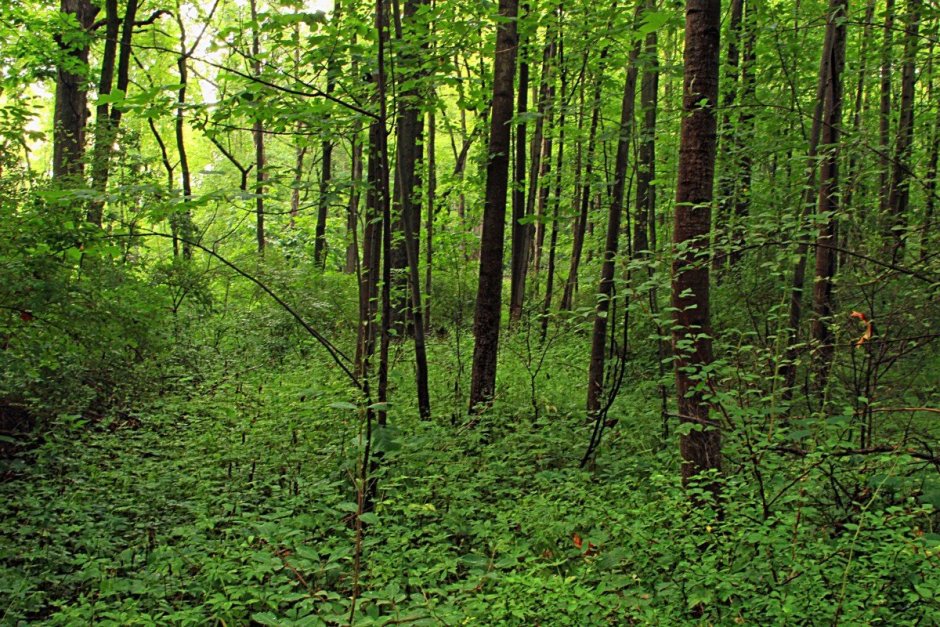 Смешанные и широколиственные леса растительность