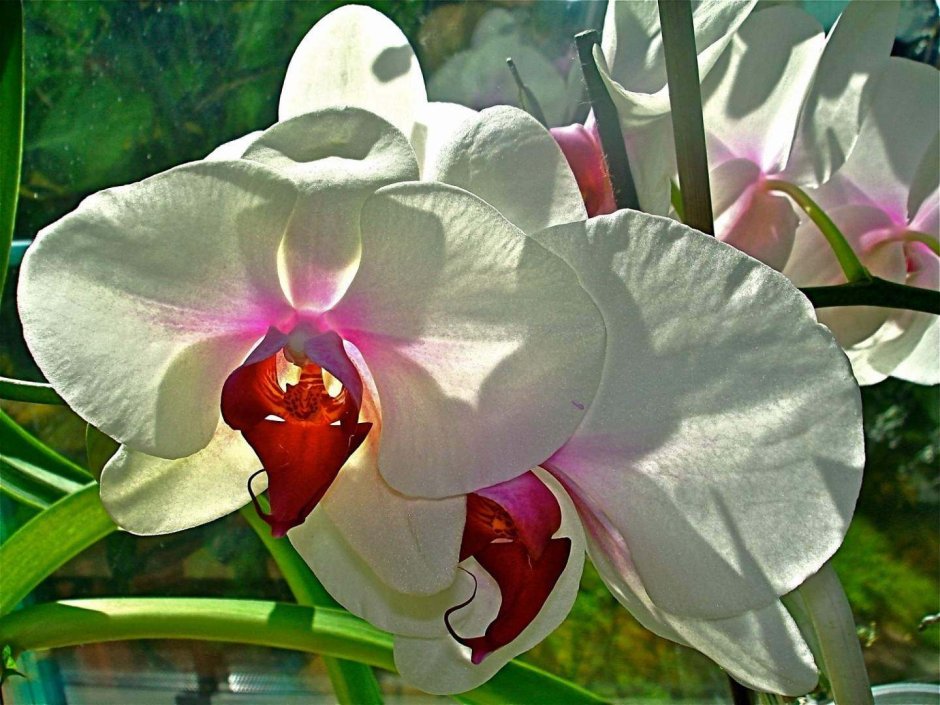 Орхидея тропик пикоти