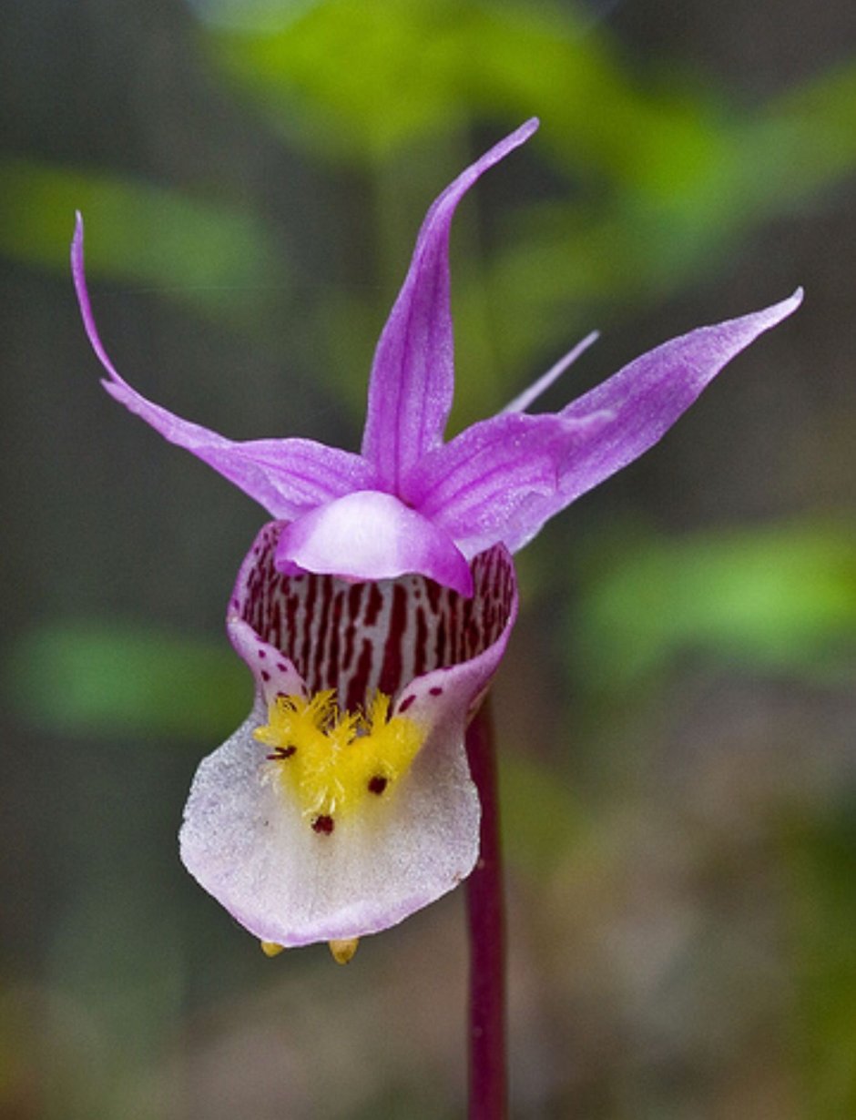 Болотная орхидея