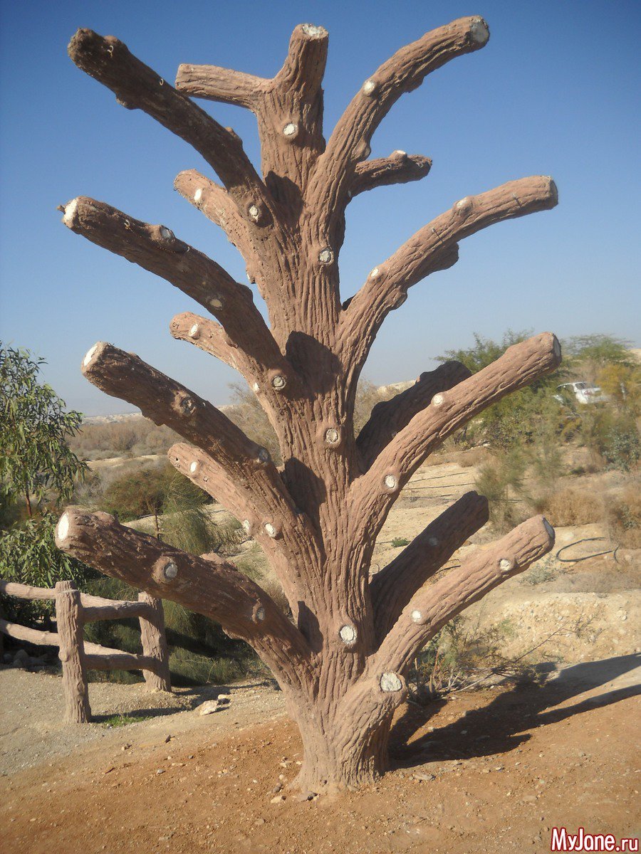 Туба дерево
