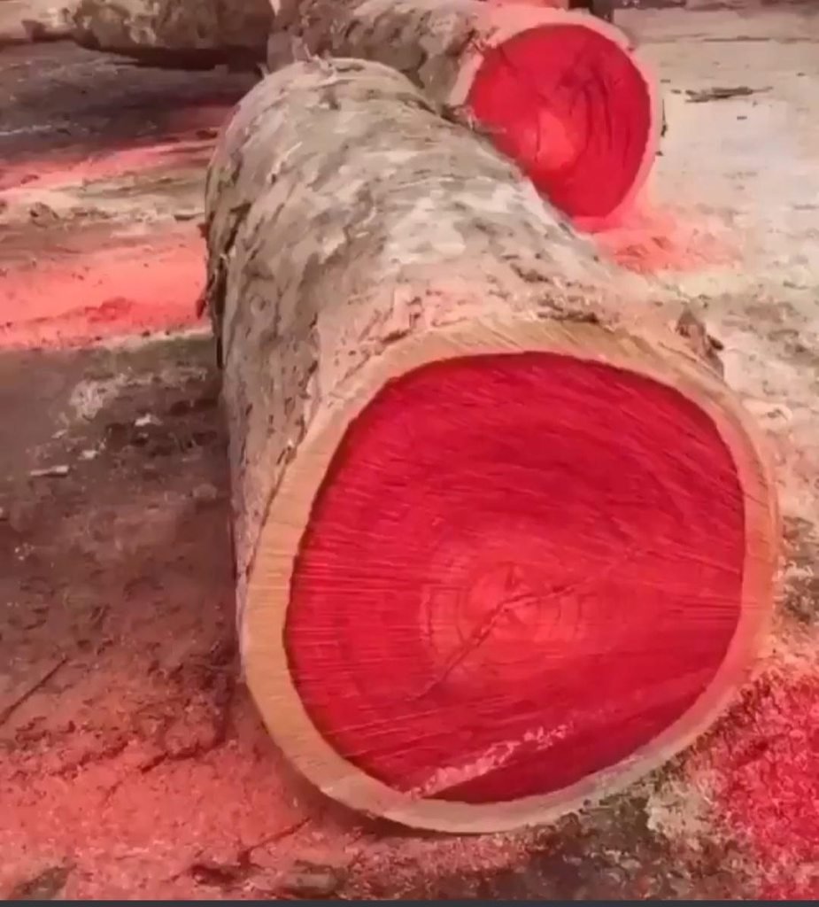 Дерево с красной древесиной