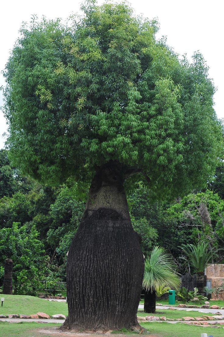 Суммах дерево