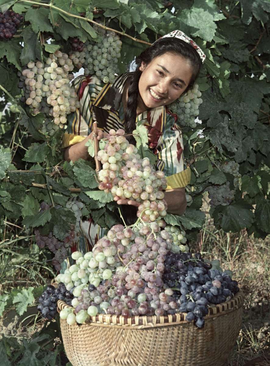 Большой корейский виноград