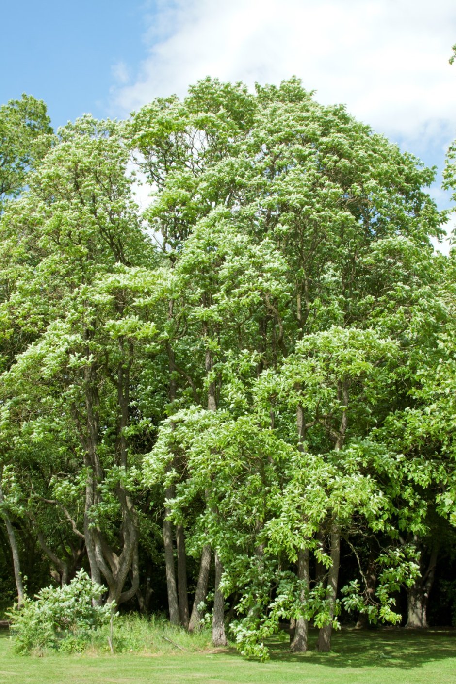 Сассафрас дерево