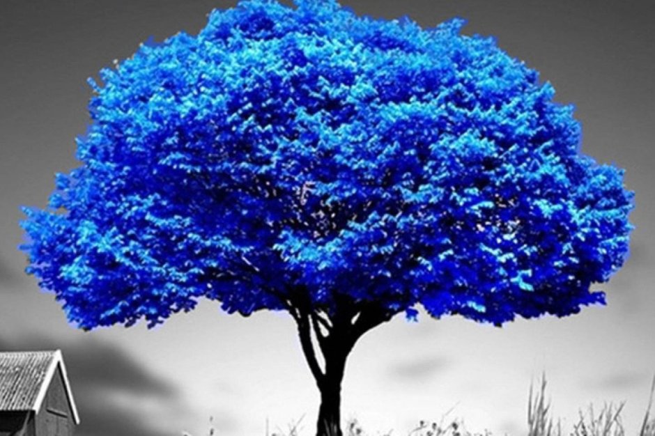 Синее дерево
