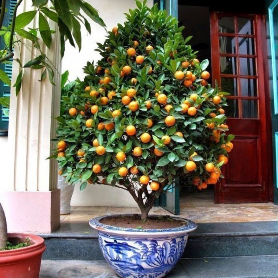 Мандариновое дерево домашнее