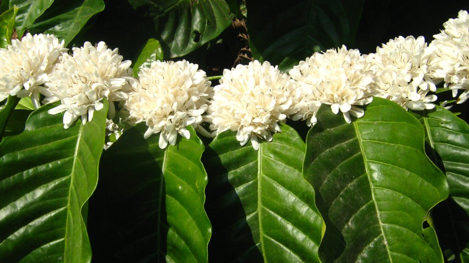 Цветок кофейное дерево