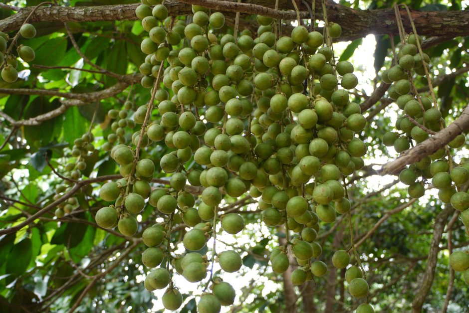Тропическое ореховое дерево