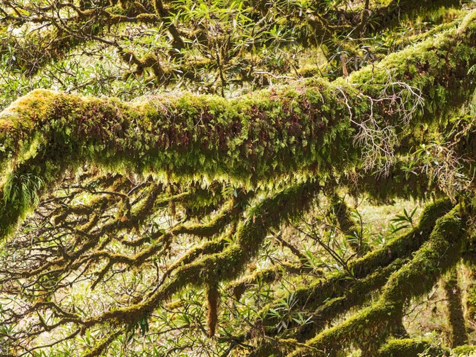 Новозеландское крапивное дерево