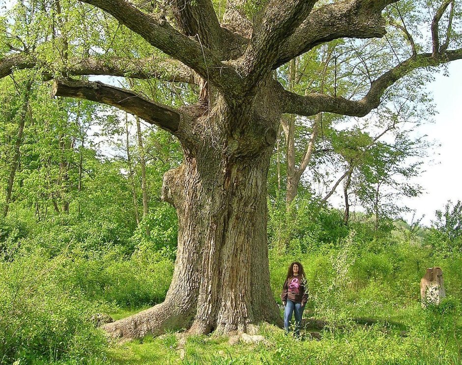 Старый тикко дерево