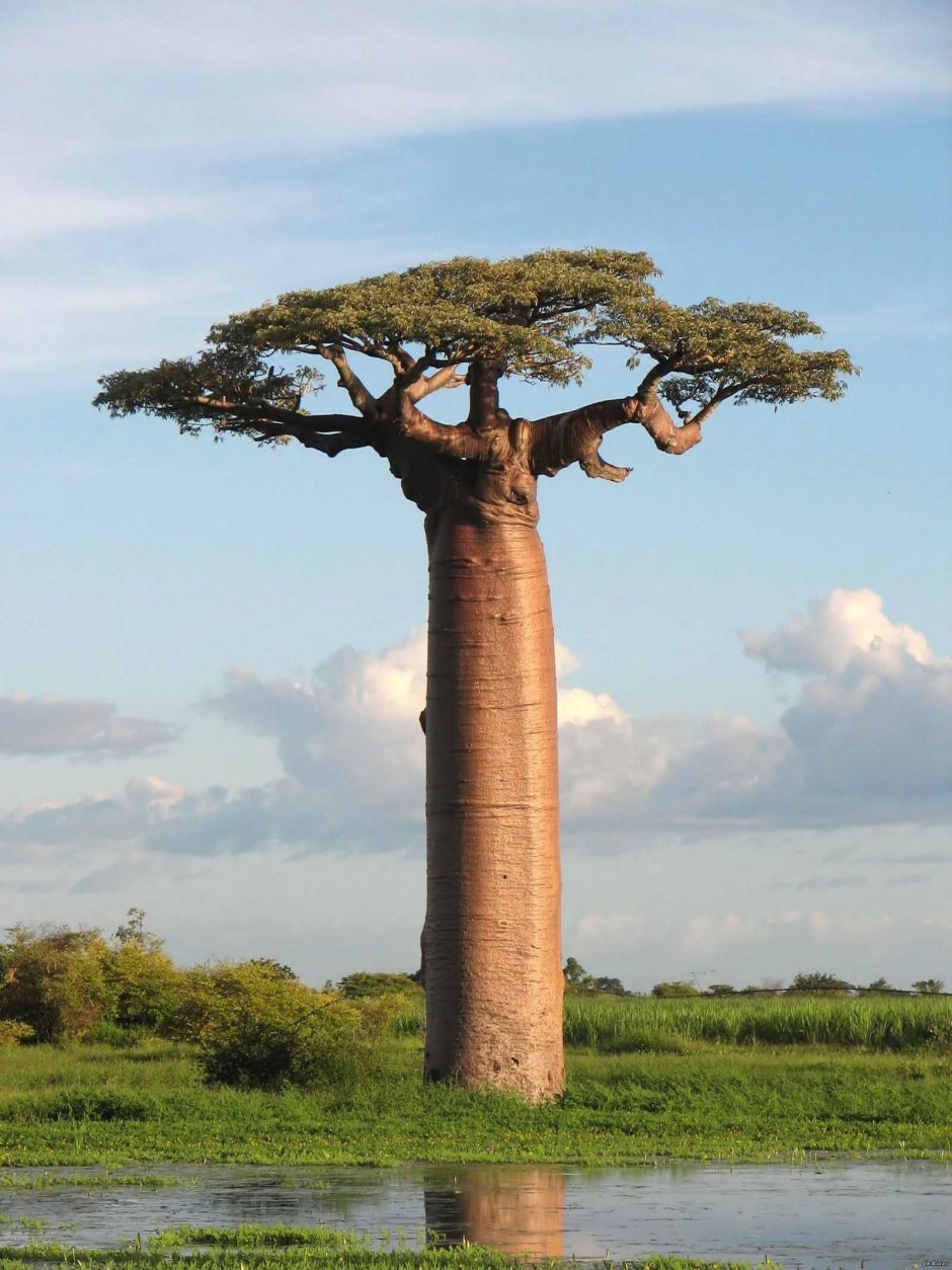 Деревья африки