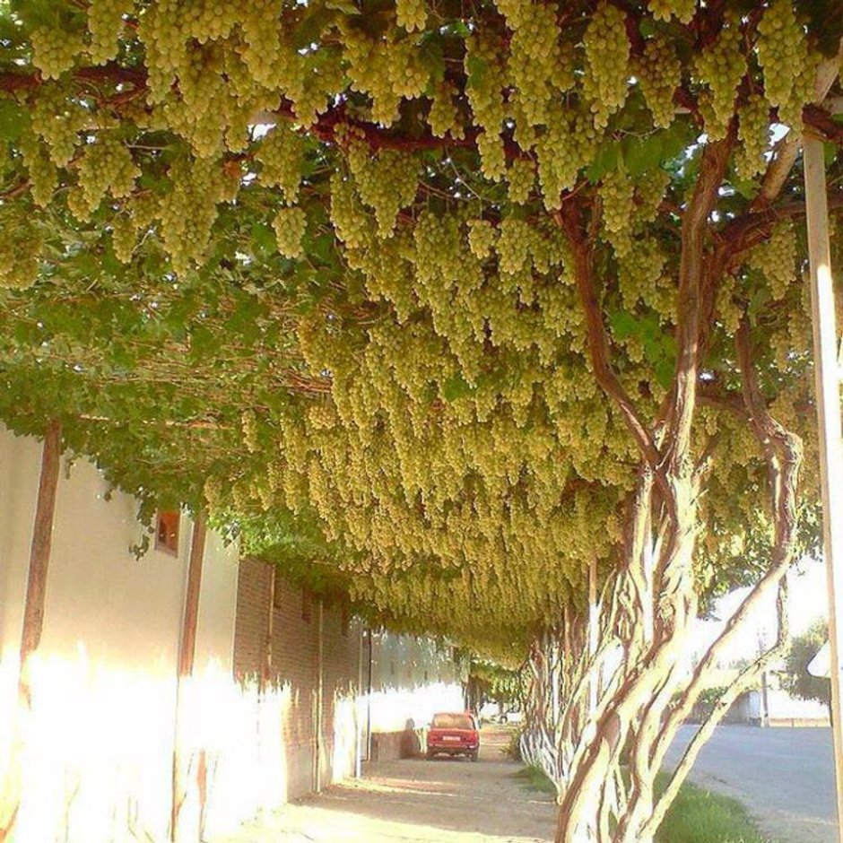 Виноградное дерево