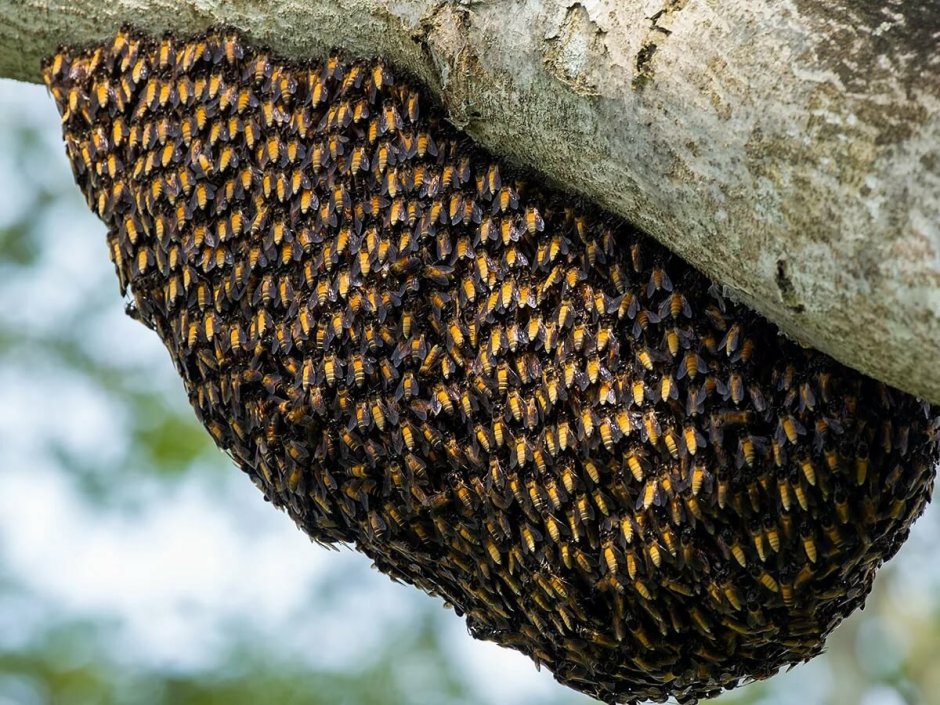 Пчелиное дерево