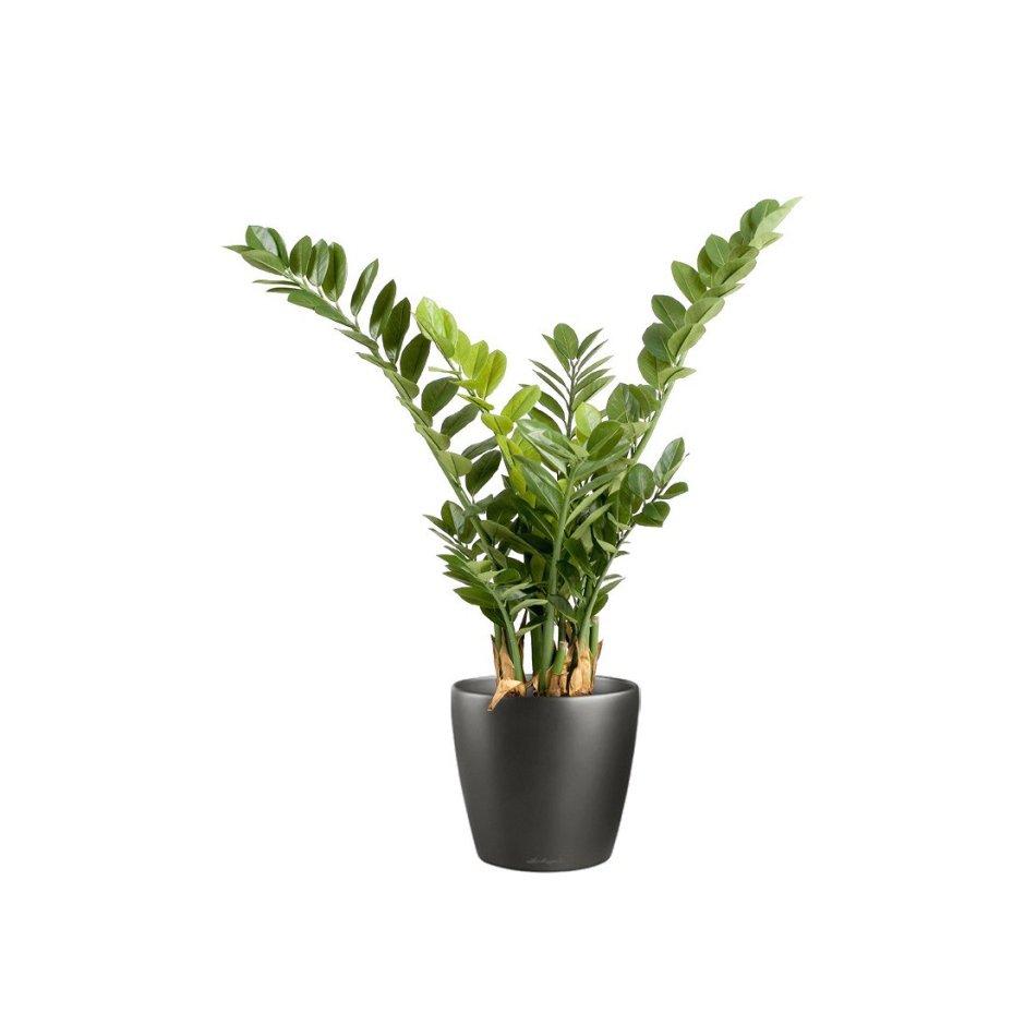 Растение долларовое дерево