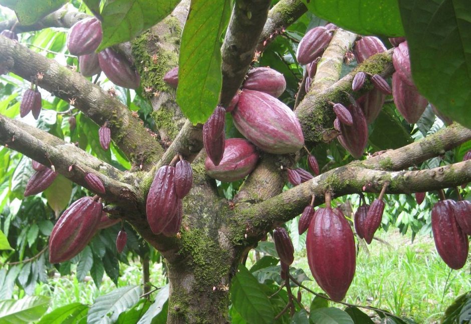 Дерево какао бобов
