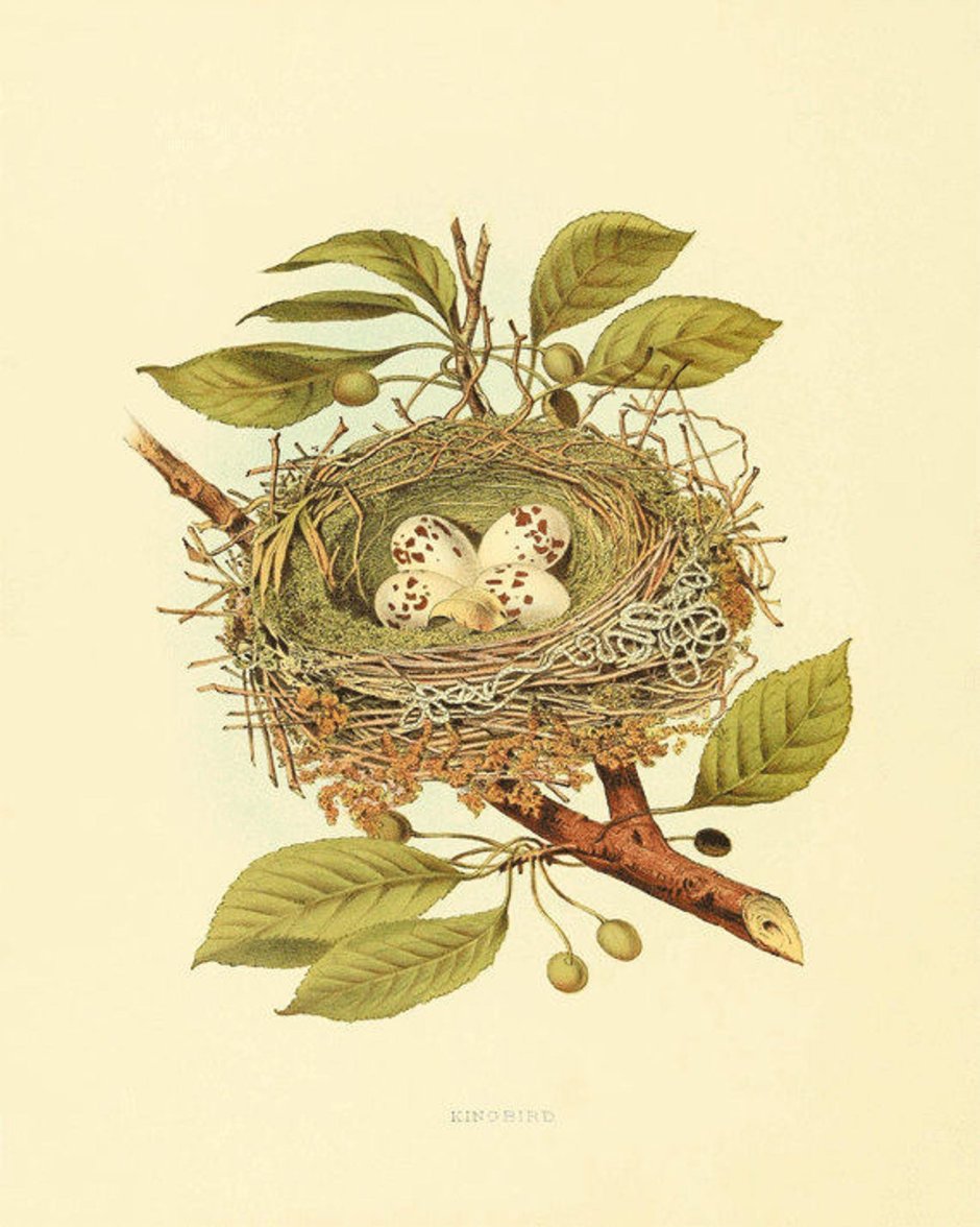 Гнездо на дереве
