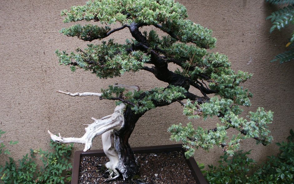 Маленькое китайское дерево