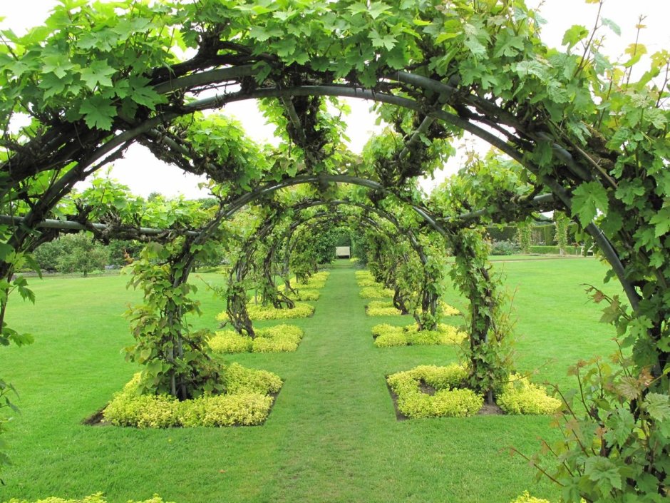 Виноградный сад