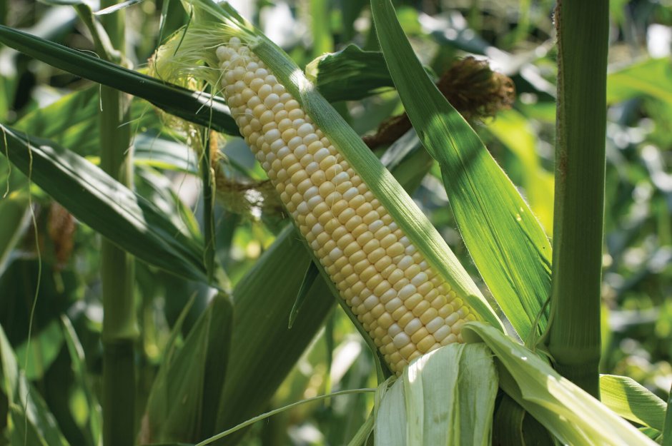 Дикая кукуруза в природе
