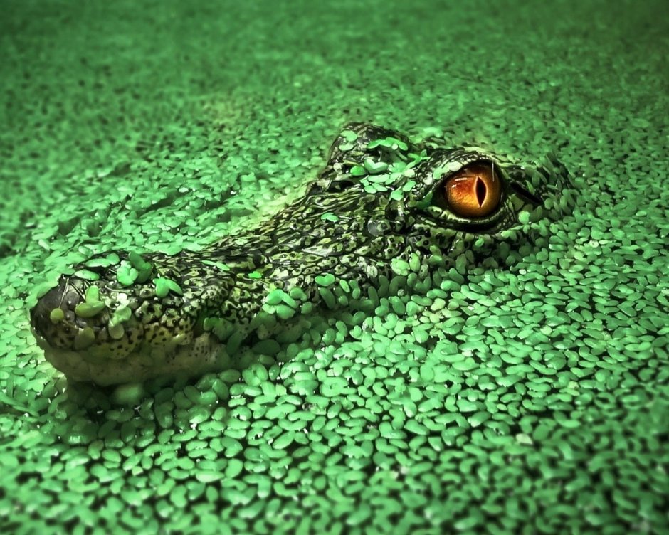 Огурец крокодил