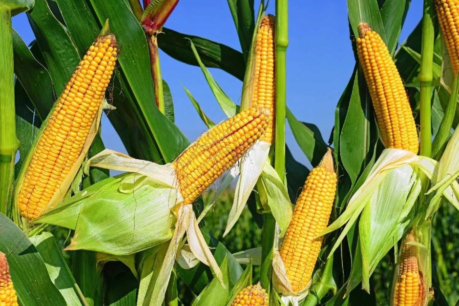 Дикий предок кукурузы